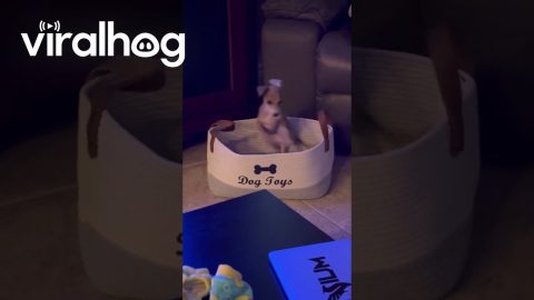 Italian Greyhound Puppy Plays In Toy Box || ViralHog