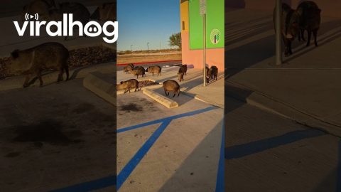 Squadron of Javelina Congregate in Parking Lot || ViralHog