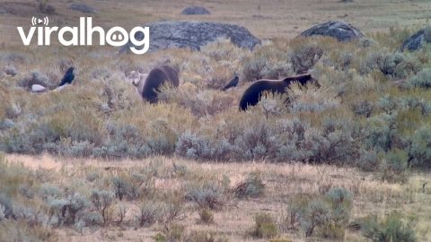 Wolf and Bears Dine at Yellowstone National Park || ViralHog
