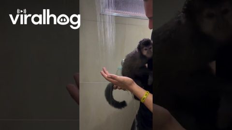 Timid Monkey Takes A Shower || ViralHog