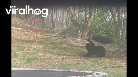 Bear Plays on Swing Until Interrupted by Man in Bear Costume || ViralHog
