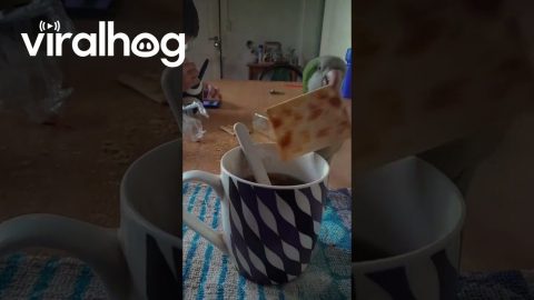 My Parrot Dunked His Cracker in My Tea || ViralHog