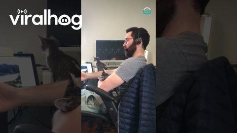 Working From Home With Kittens Is Challenging || ViralHog