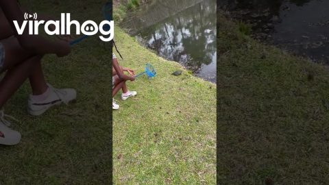 Released Turtle Instantly Flips Over || ViralHog