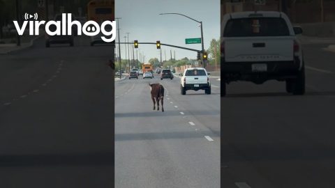 Cow Runs Across Busy Road || ViralHog