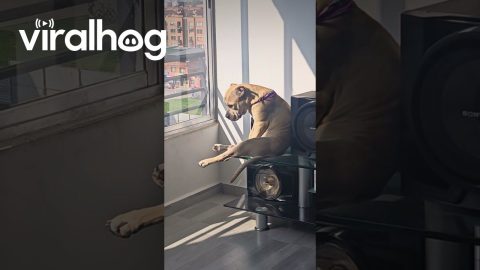 Roxy the Dog Contemplates Life || ViralHog