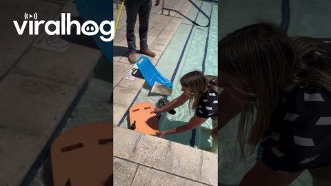 Woman Rescues Ducklings From Pool || ViralHog