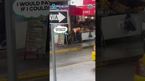 Sneaky Dog Eats Roasted Pig || ViralHog