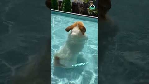 Corgi Discovers New Way of Swimming || ViralHog
