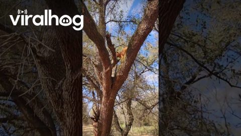 Dog Likes a Birds-Eye View || ViralHog