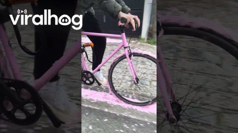 Biking on Street Flowers || ViralHog