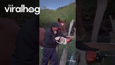 Curious Horse Wants to Be Included || ViralHog