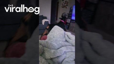 Dog Tries to Break Up TV Bear Fight || ViralHog