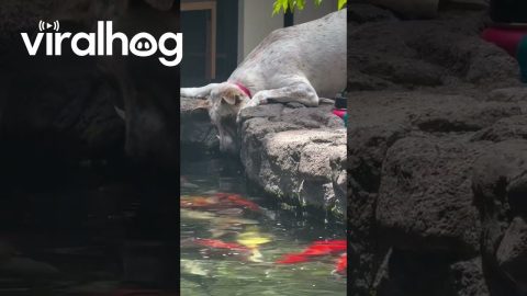 Dog Transfixed By Koi Pond || ViralHog