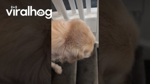 Vocal Golden Haunts The Staircase || ViralHog