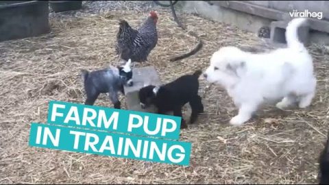 Clumsy Great Pyrenees Pups Learning The Job || ViralHog