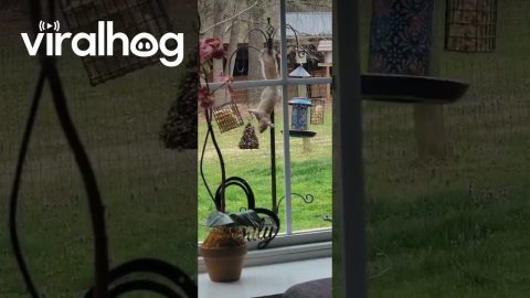 Gymnast Squirrel Reaches Bird Feeder || ViralHog