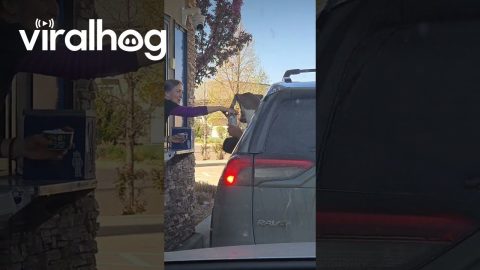 One Bite Pup Cup: Don't Mind if I Do || ViralHog