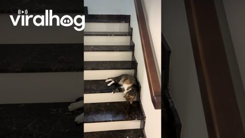 Liquid Cat Slides Down Stairs || ViralHog