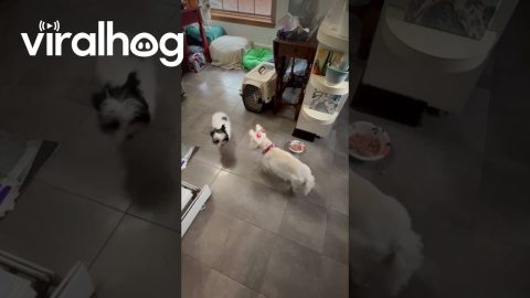 Gluttonous Puppy Is Desperate For More Food || ViralHog