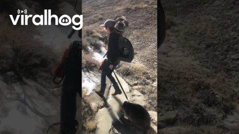 Raccoon Fluff Balls on a Mission With Mama || ViralHog