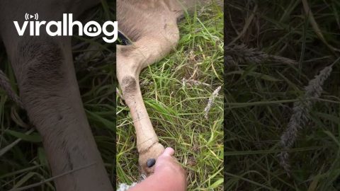 Deer Rescue with Titan the Horse || ViralHog