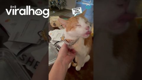 Cat Licks When Pressed || ViralHog