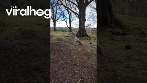 Pittie Has the Time of His Life Swinging From Tree || ViralHog