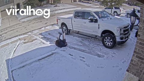 Texan Woman Unexpectedly Falls on Ice || ViralHog