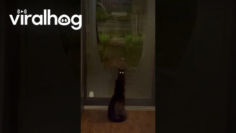 That's Not Smokey || ViralHog