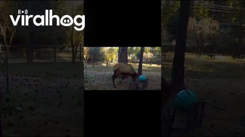 Teaching an Elk to Play Ball || ViralHog