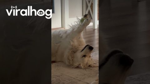 Golden Retriever Does Ball Yoga || ViralHog