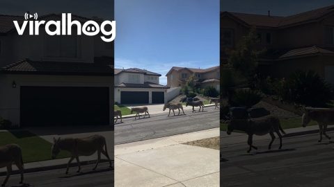 Parade of Donkeys Walk Through Neighborhood || ViralHog