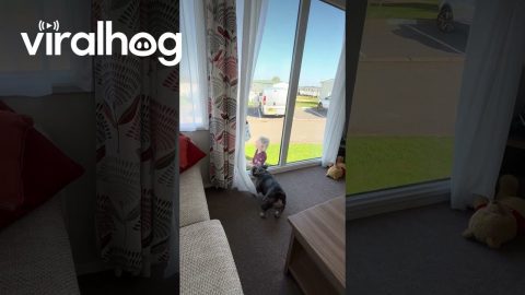 Playing With a French Bulldog Through a Window || ViralHog