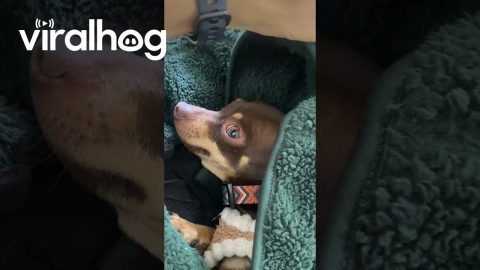 Girl Sneaks Dog to Class in Her Backpack || ViralHog