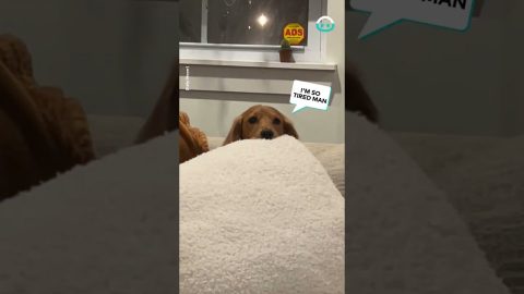 Dachshund Dad Hides from Puppies || ViralHog