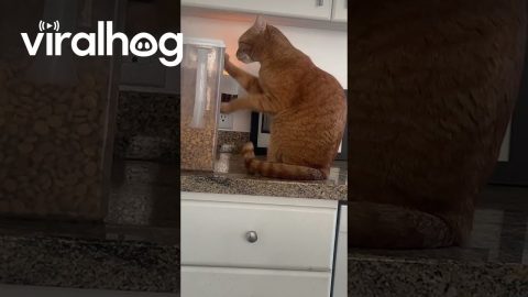 Food-Obsessed Cat Paws at Container || ViralHog