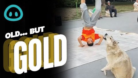 Breakdancing Doggy Joins Performance || ViralHog