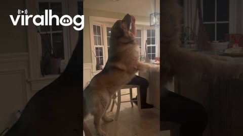 Giant Guard Dog Stands Tall For Snack Break || ViralHog