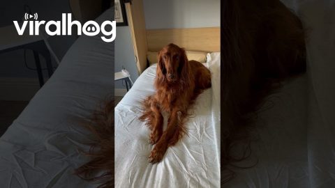 Setter Slaps Paw On Bed In Protest || ViralHog