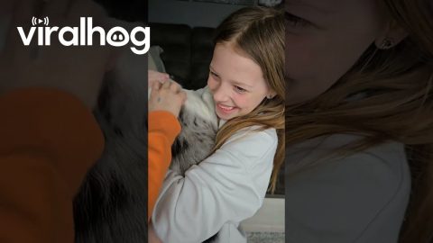 New Dog Joins the Family || ViralHog