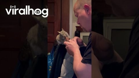 Squirrel Shares Chocolate Treat With Dad || ViralHog