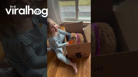 Girl Gives Pretend Haircut to Unbothered Cat || ViralHog