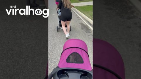 Sisters Take Their "Babies" for a Stroll || ViralHog