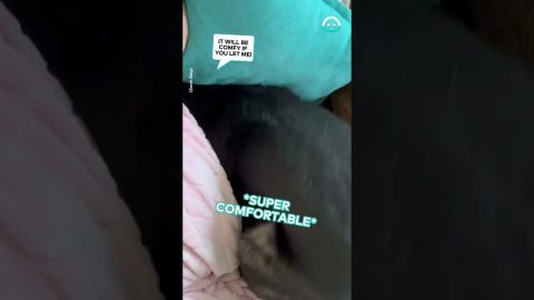 Dog Struggles To Find Cozy Spot Beneath Owner || ViralHog