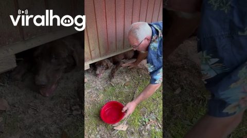 Couple Frees Dog Trapped Under Building || ViralHog