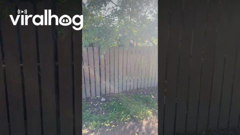 Neighbor's Halloween Decor Peeks Out Of Storage || ViralHog
