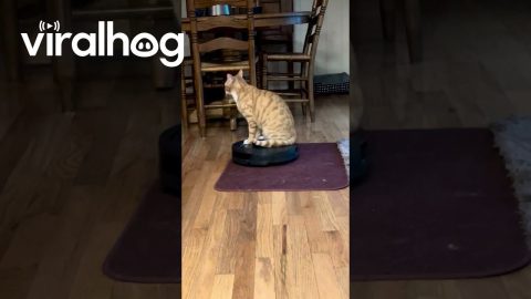 Cat Takes A Ride On A Robot Vacuum || ViralHog