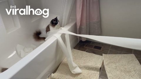 Ragdoll Cats Tangle Themselves In Toilet Paper || ViralHog