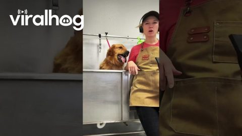 Golden Retriever Playfully Bites At Groomer's Dryer || ViralHog